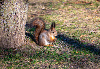 squirrel in the park