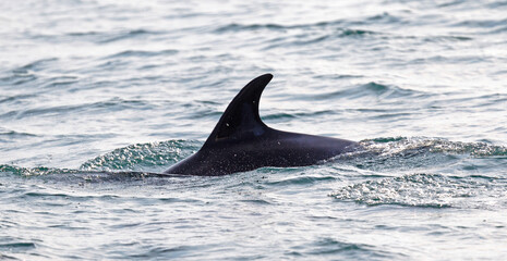 Silhouette of a back fin of a dolphin, swimming in the Atlantic Ocean