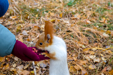 fidget fluffy squirrel takes food from human hands. warm day in autumn yellow forest
