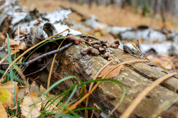 an old tree felled by a storm. autumn forest with a carpet of yellow leaves