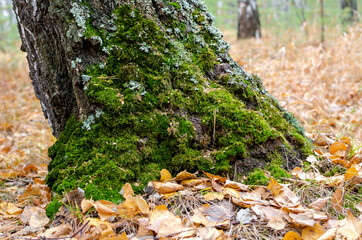 an old tree felled by a storm. autumn forest with a carpet of yellow leaves