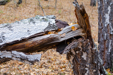 an old tree felled by a storm. autumn forest with a carpet of yellow leaves