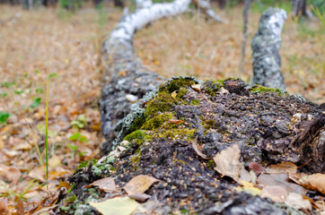 an old tree felled by a storm. autumn forest with a carpet of yellow leaves