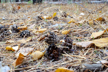 close-up of a pine cone on the background of a carpet of yellow leaves. autumn day