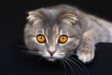 lovely blue scottish fold cat with golden eyes on black background