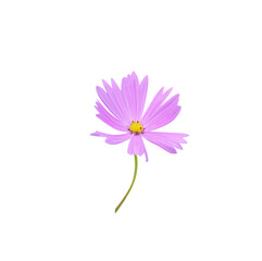 Pink cosmos bipinnatus flowers and  green stem isolated on white background , clipping path
