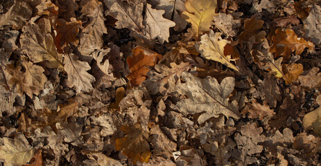 Autumn background. Old oak leaves illuminated by the sun.