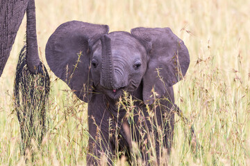 Closeup of a playful elephant calf