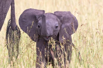 Zelfklevend Fotobehang Closeup of a playful elephant calf © Lars Johansson