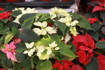Christmas flowers Poinsettia in  pots