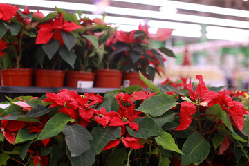 Poinsettia in pots in   supermarket