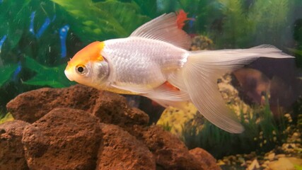 A white goldfish with an orange head swims in an aquarium. Red-headed fish. Aquarium fish. Pets. © Karen