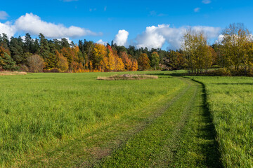 Fototapeta na wymiar Autumn green fields and wide walking paths. Beautiful fall season colorful landscape with colorful trees. Yellow green gold foliage. Rows of trees at the edge of the fields. Blue sky white clouds.