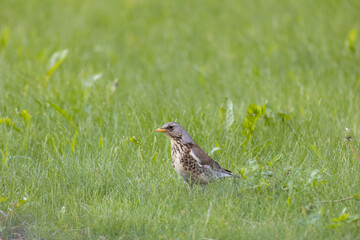 Fieldfare in the grass in the city park.