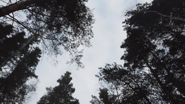 Steadicam shot of over snowmobile trees in winter evening ride. Sky between tops of trees.