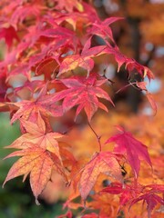 Momiji