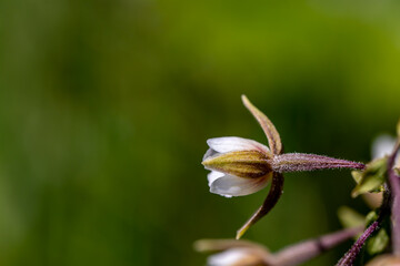 Epipactis palustris flower growing in field, close up