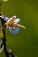 Epipactis palustris flower in field