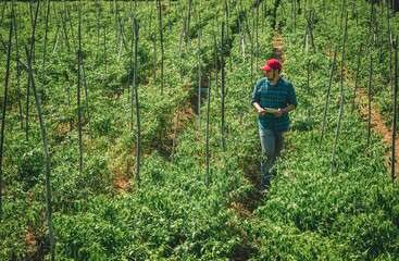 Young Smart Farmer With a tablet in hand working in a chili pepper, plantation. A modern agricultural digital farmer
