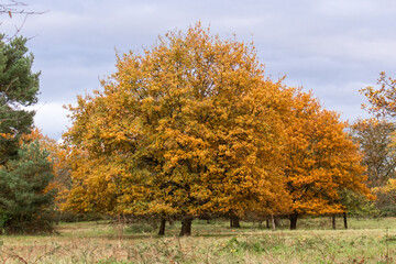 Herbstbaum gelb