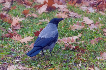 Fototapeta premium A crow is sitting on the autumn grass.j