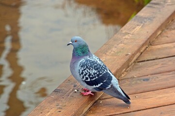 A blue pigeon sits on a wooden deck near the water