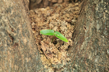 small tree is growing on a tree that A small tree growing from the trunk-parasitic- strong concept and development. Concept of adaptation, new life, landscape size
