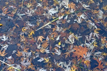 Autumn leaves and branches lie in the pond water