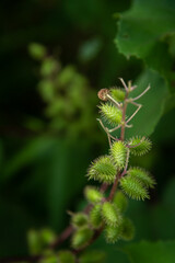 Wild Xanthium on green blur background. A genus of flowering plants in the sunflower tribe within the daisy family, native to the Americas and eastern Asia and some parts of south Asia .