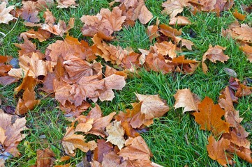 Autumn maple leaves are lying on the grass.