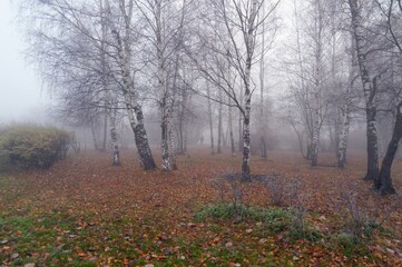 Fototapeta na wymiar Birch alley is visible in a thick fog