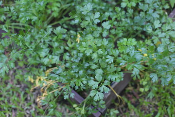 Close up photo of coriander and blurred background.