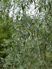 Pyrus salicifolia ou Poirier à feuilles de saule, arbuste ornemental  au feuillage argenté