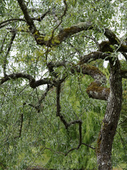 Pyrus salicifolia ou Poirier à feuilles de saule