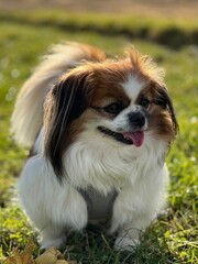 Wunderschönes Porträt einer kleinen Tibet Spaniel Dame im Grünen.
Hund, Tibetan Spaniel, Pekinese, Haustier, Shi Tzu