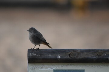 
A small bird resting on a table in the Doñana National Park, Huelva