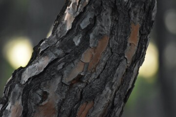 Fototapeta premium A tree trunk in the middle of the forest