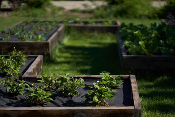 The bed with strawberries is covered with a black cloth. Modern methods of growing strawberries. High quality photo