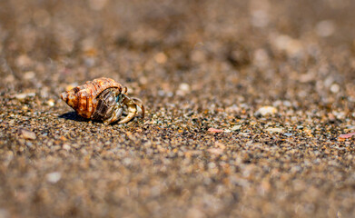 Small crab in its shell, close up of a small crab in its shell, small crab in the sand