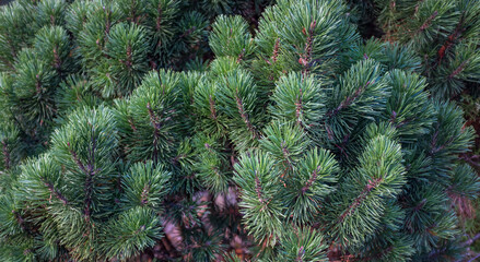 Branch of a coniferous tree. Close up photo
