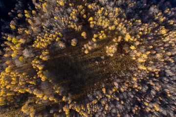 Aerial view of a clearing in birch tree forest
