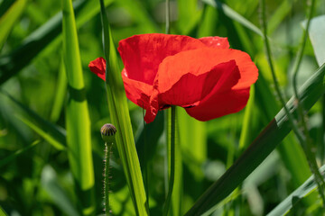 Wild poppy flower on blurred background of green grass
