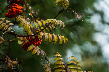 Wet rowan branches with berry in rainy autumn morning. Selective focus. Shallow depth of field.