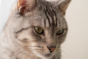 見つめる猫　サバトラ猫