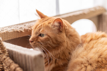 くつろぐ猫　茶トラ猫