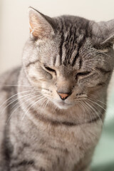 眠そうな猫　サバトラ猫