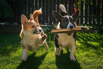 Dwa psy, szczeniaki rasy corgi podczas radosnej zabawy © Michal45