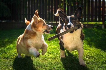Dwa psy, szczeniaki rasy corgi podczas radosnej zabawy © Michal45