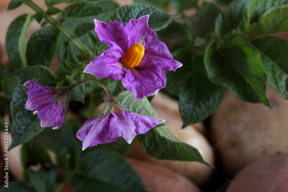 Poster Potatoes and flowers. Focus on flowers