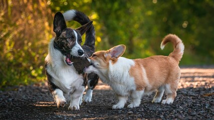 Dwa psy, szczeniaki rasy corgi podczas radosnej zabawy © Michal45